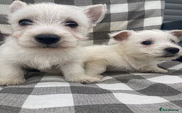 West Highland Terrier dogs for sale: West highland terrier  - Image 3