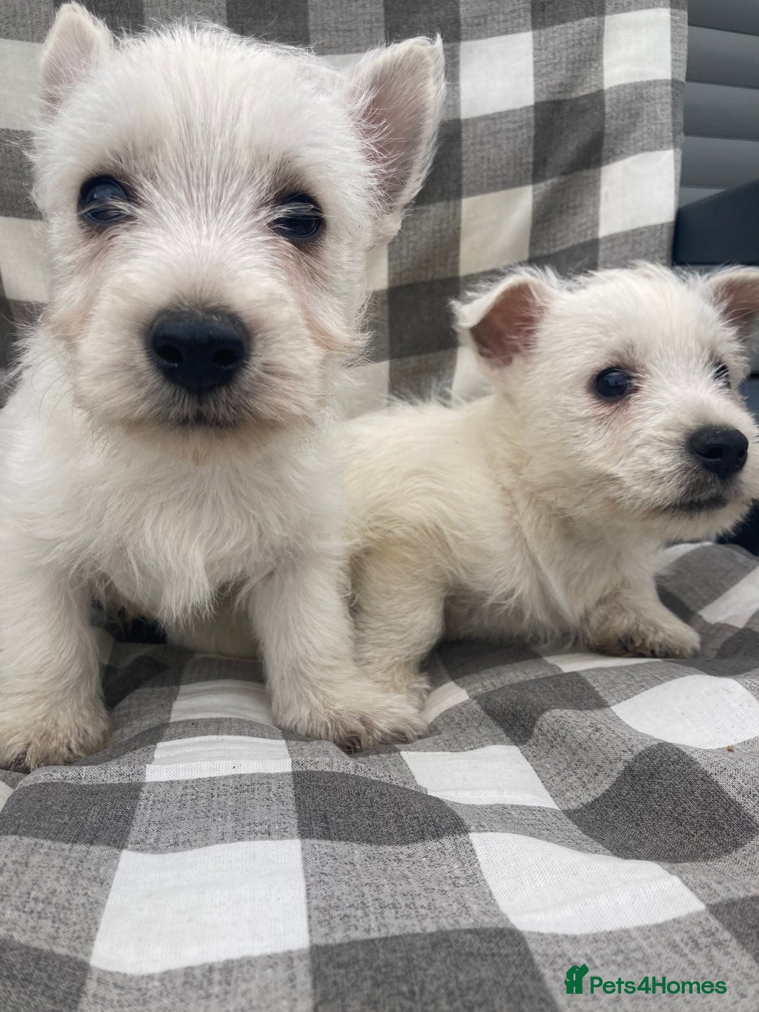 West Highland Terrier dogs for sale: West highland terrier  - Image 3