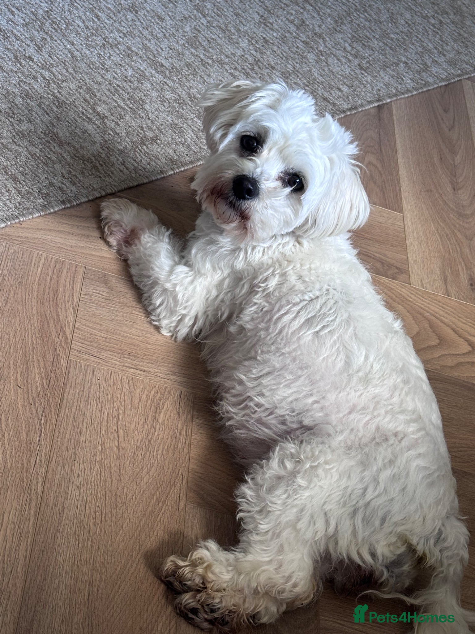 Maltipoo dogs for sale: Outstanding Health tested F1 maltipoo - Advert 7
