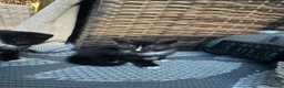 Mixed Breed cats for sale: 6 Beautiful Kittens - Advert 19