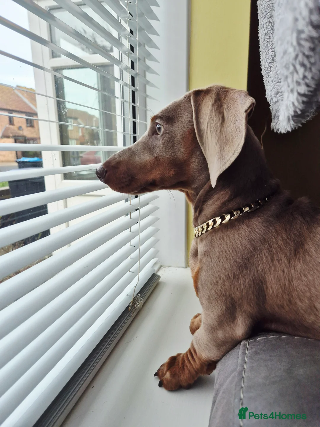 Dachshund dogs for sale: Male 7 month old miniature daschhund  in Margate - Advert 1