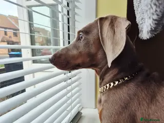 Dachshund dogs Male 7 month old miniature daschhund in Margate - Advert 1