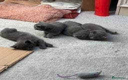 Russian Blue cats for sale: ***Beautiful Russian Blue Kittens*** - Image 12