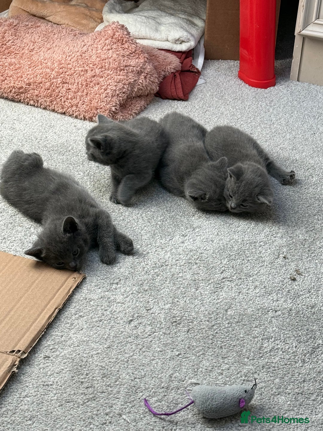Russian Blue cats for sale: ***Beautiful Russian Blue Kittens*** - Image 12