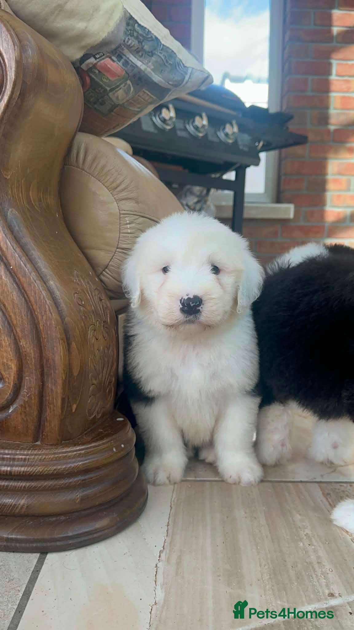 Old English Sheepdog dogs Old English sheep dog puppies  - Advert 1