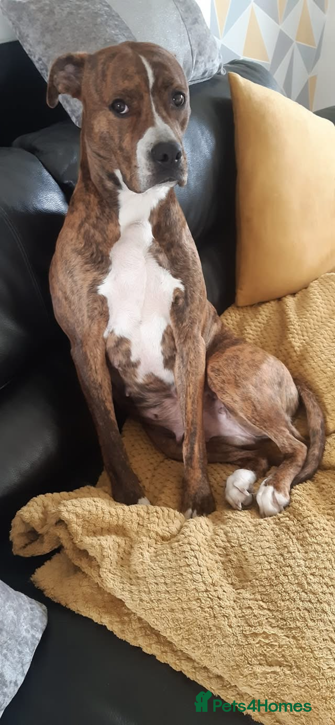 Mixed Breed dogs Having to rehome my dog Millie  - Advert 8