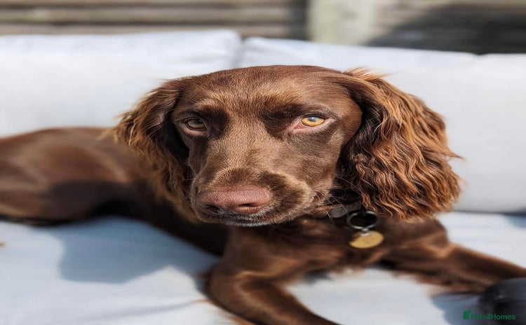 Cocker Spaniel dogs - Advert 1