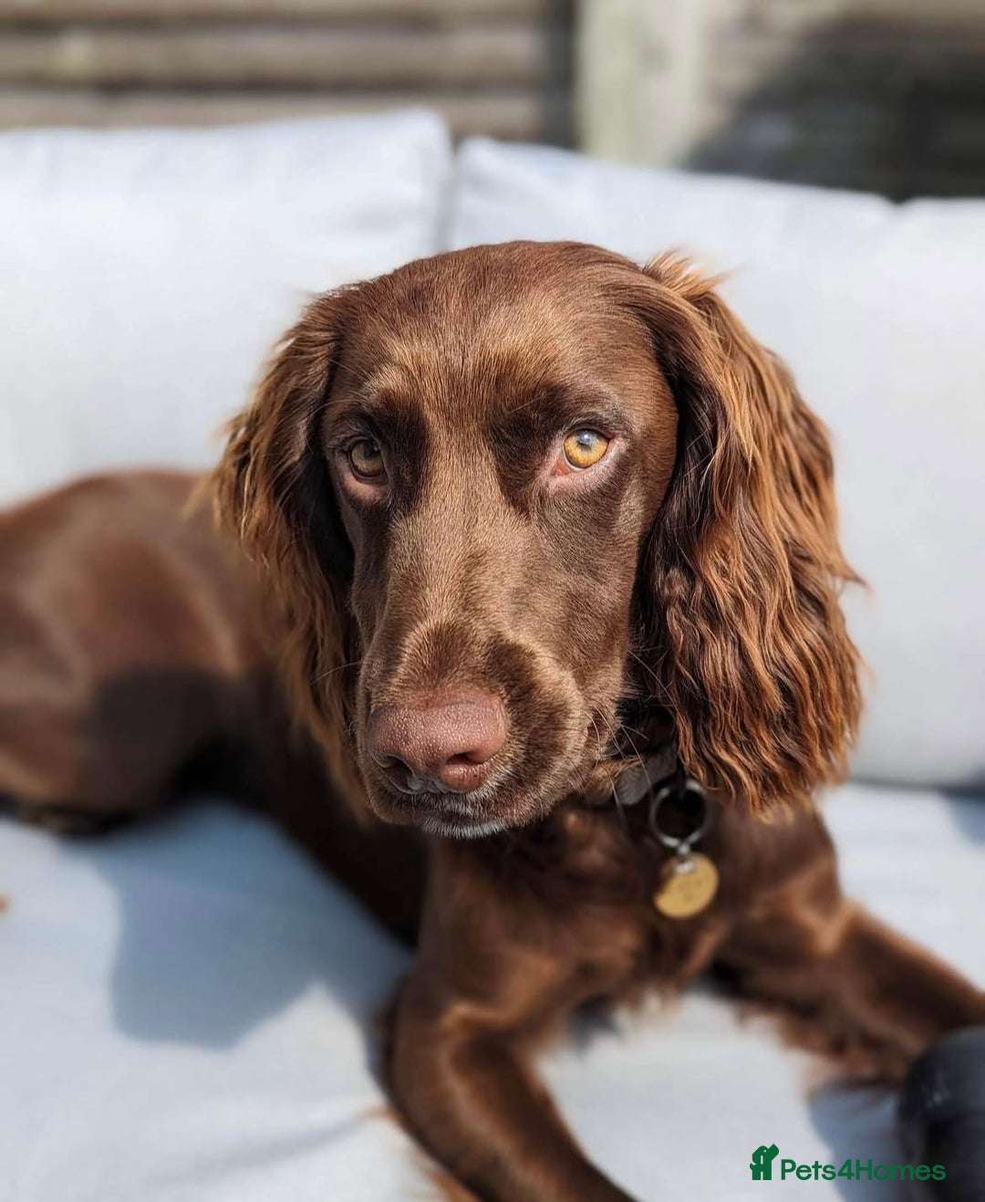 Cocker Spaniel dogs for stud: Cocker spaniel stud - Image 1