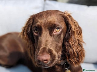 Cocker Spaniel dogs Cocker spaniel stud - Advert 13