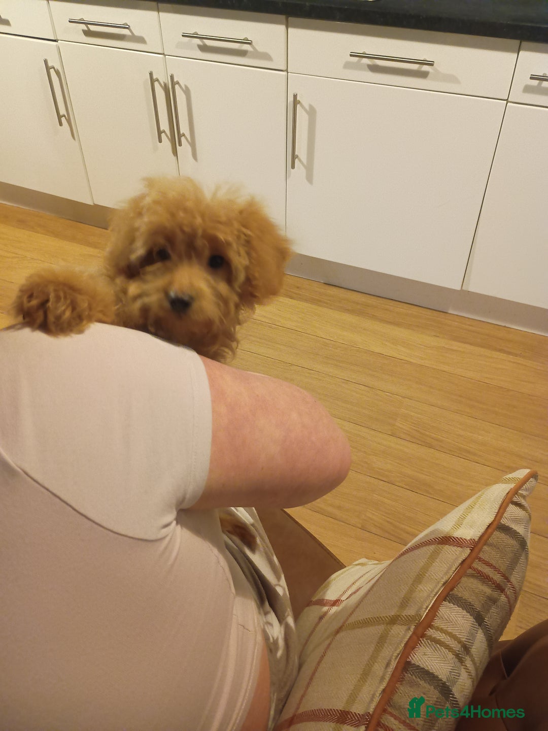 Cockapoo dogs for sale: Miniature cockapoos  - Advert 1