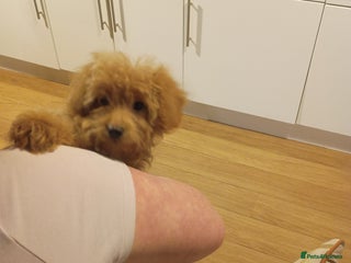 Cockapoo dogs Miniature cockapoos - Advert 1