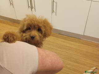 Cockapoo dogs Miniature cockapoos - Advert 17