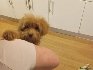 Cockapoo dogs Miniature cockapoos - Advert 16