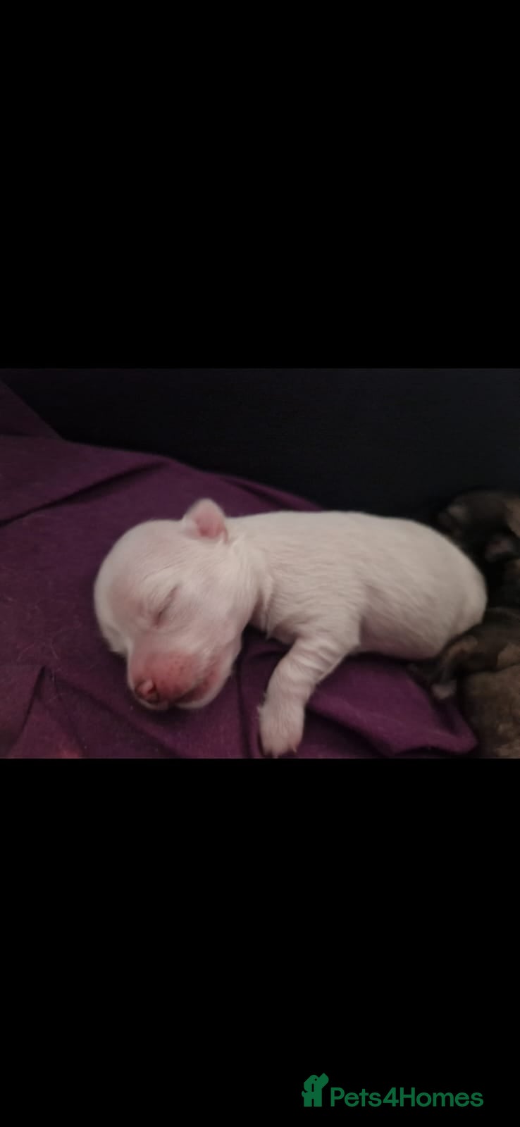 Chihuahua dogs Elite DNA-Tested Luxury Chihuahua Puppies - Advert 8