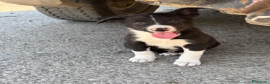 Mixed Breed 3
