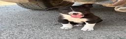 Mixed Breed dogs for sale: 3 Border collie pups  - Advert 5