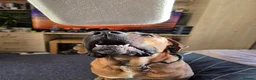 Mixed Breed dogs for sale: Rolo The Rotweiller x Bullmastiff 1 Years Old - Advert 4