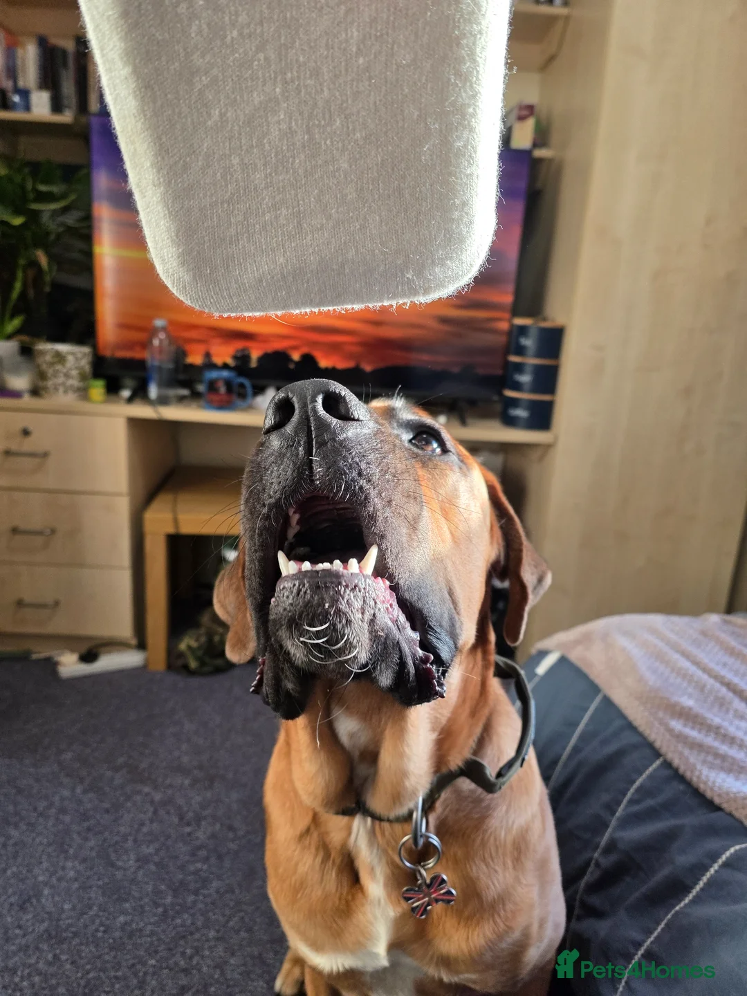 Mixed Breed dogs for sale: Rolo The Rotweiller x Bullmastiff 1 Years Old - Advert 4