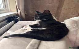 Domestic Shorthair cats for sale: This is okja a lovley cat  - Image 2