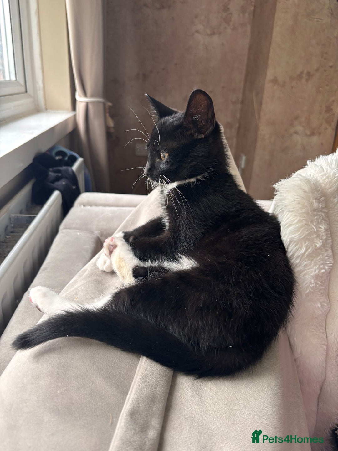 Domestic Shorthair cats for sale: This is okja a lovley cat  - Image 2