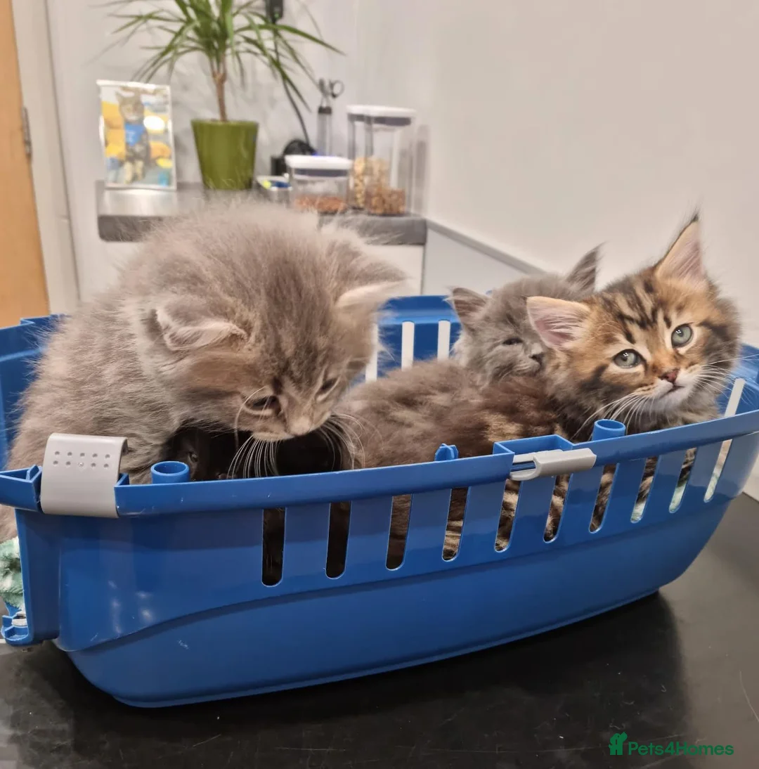 Persian cats for sale: Beautiful Persian Cross kittens for sale - Advert 3