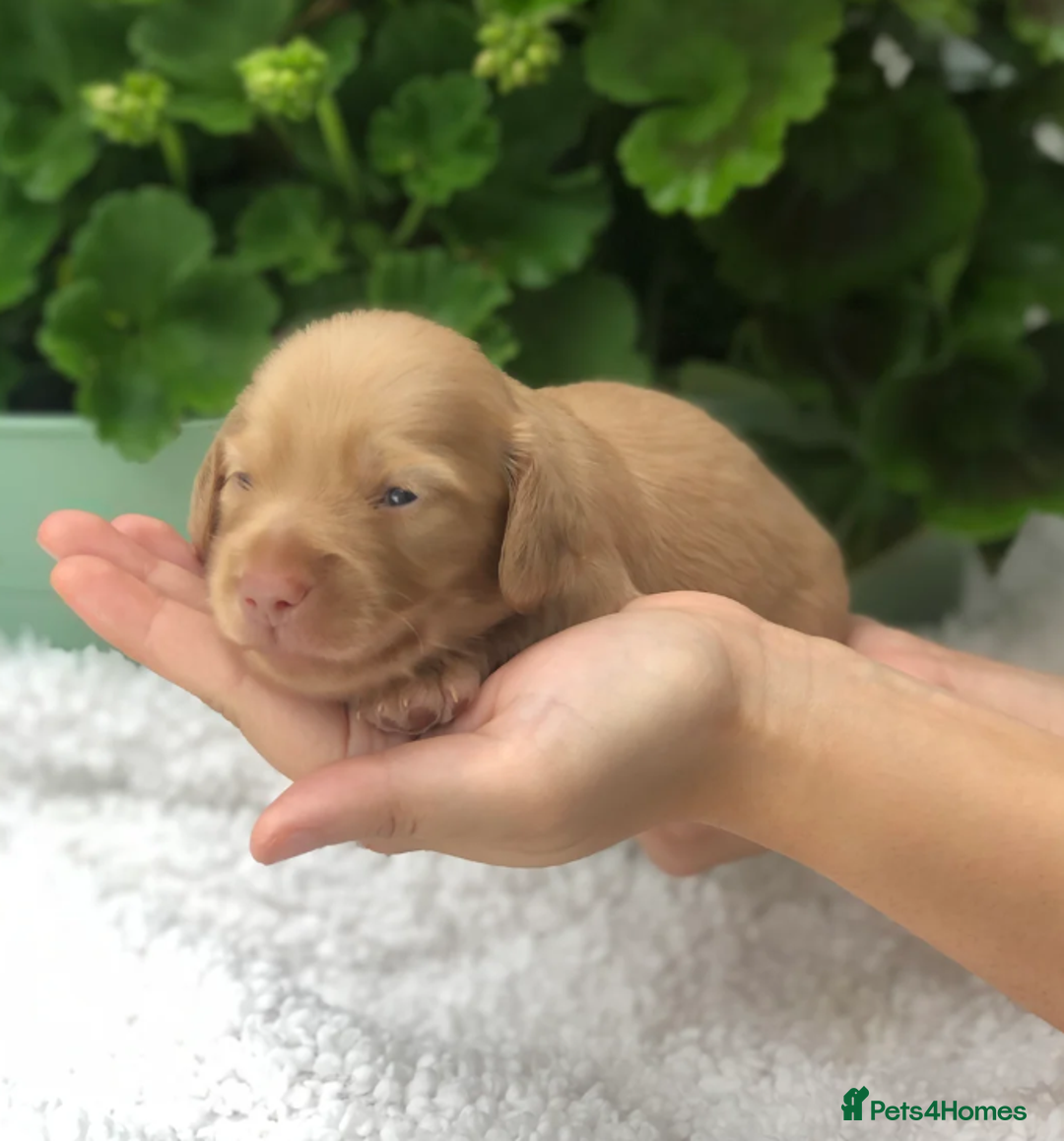 Miniature Dachshund dogs for sale: Cream Miniature Long-Haired Dachshund Puppies - Image 6
