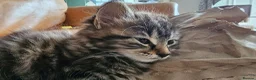 Mixed Breed cats for sale: Maine coon cross tabby - stunning fluffy kittens.. in Bridge of Weir - Advert 6