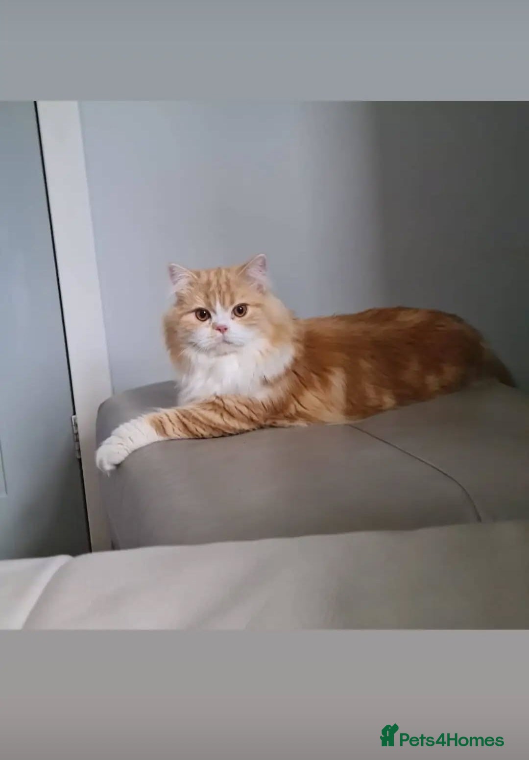 Scottish Fold cats for sale: STUNNING TICA REGISTERED SCOTTISH BABIES  - Advert 34