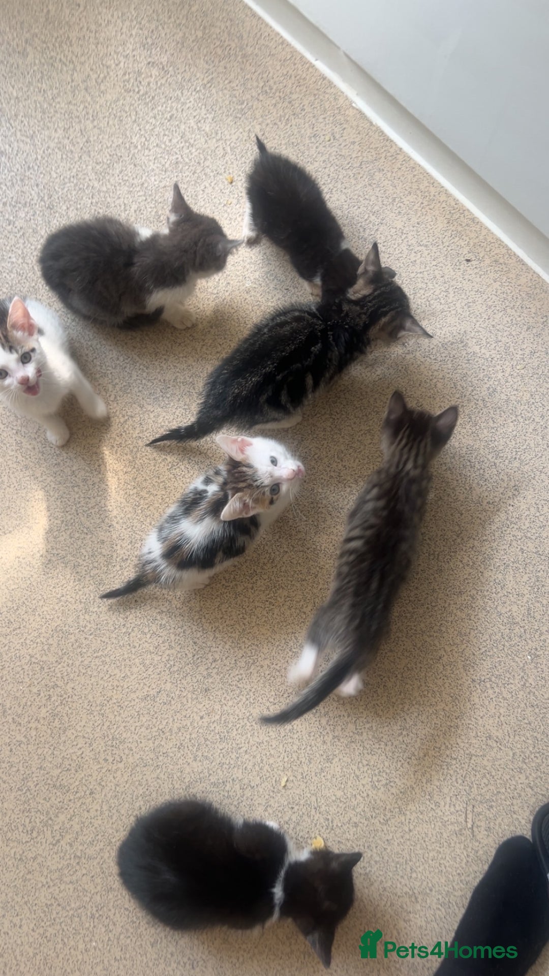 Bengal cats for sale: Very friendly kittens for sale  - Image 3