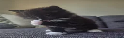 Mixed Breed cats for sale: Adorable long haired girls looking for 5* homes - Advert 10