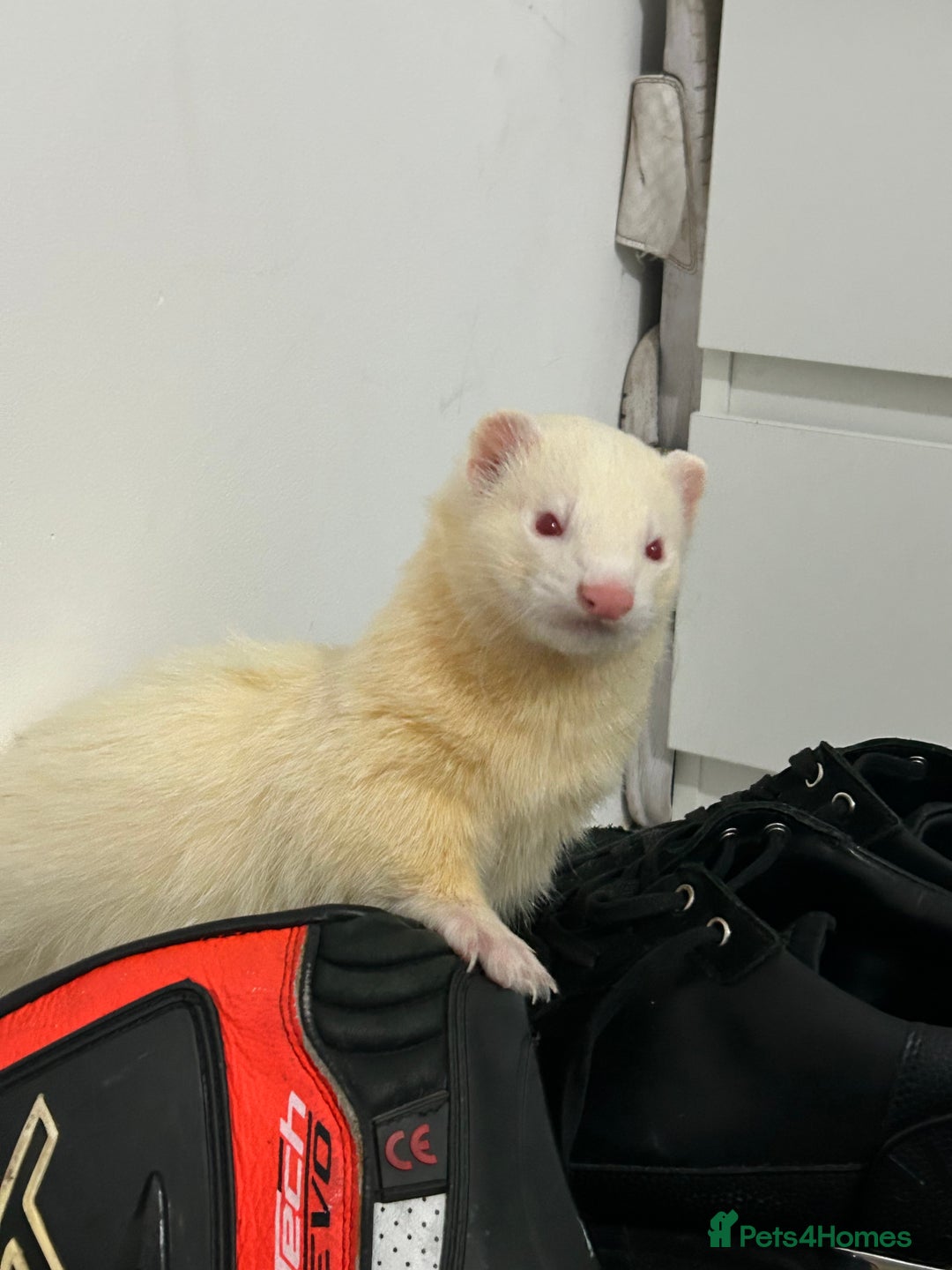 Ferret rodents for sale: 19-week old albino ferret - Advert 2