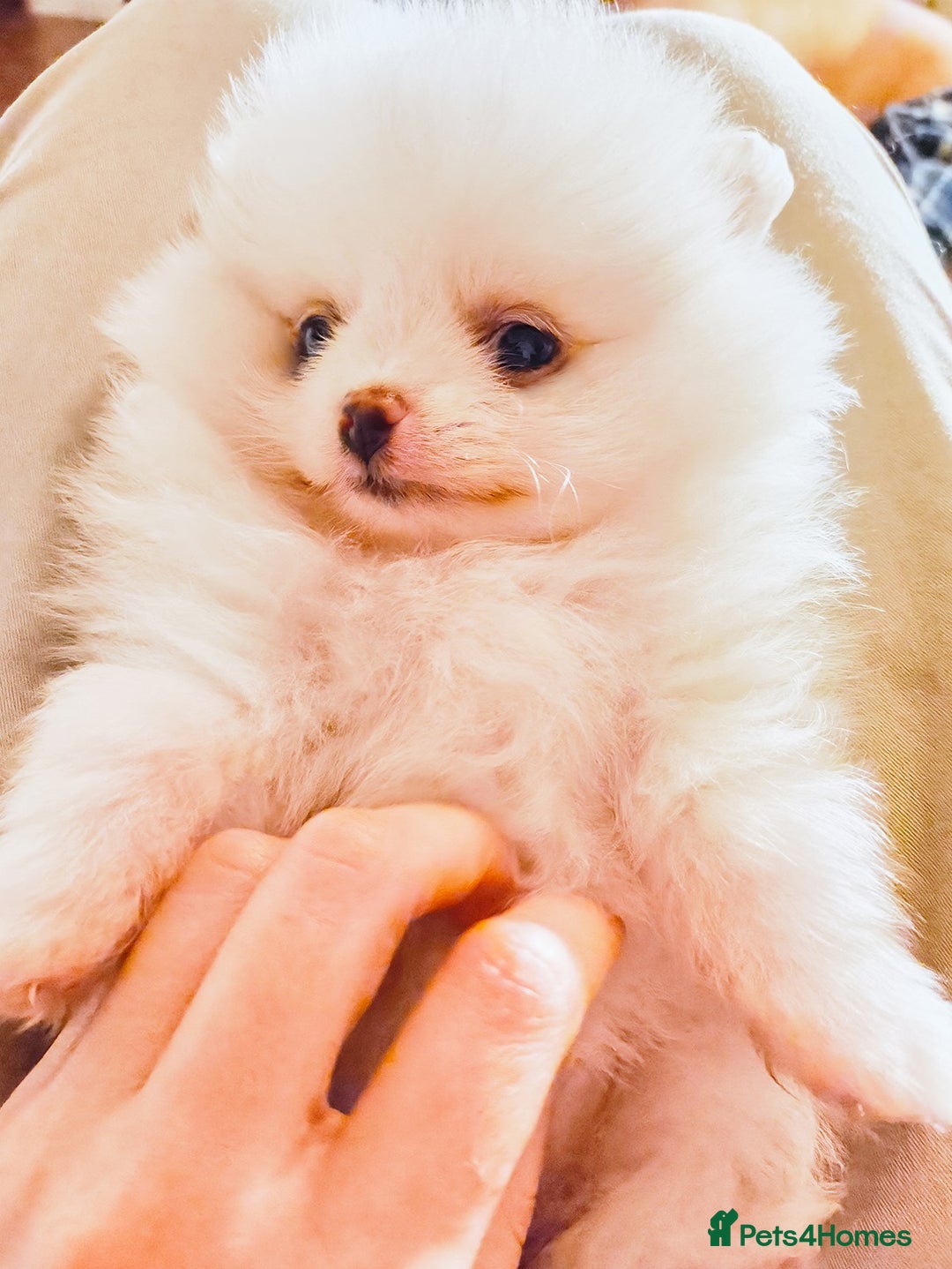 Pomeranian dogs for sale: 1 girl left - white/cream KC Pomeranian puppies  - Advert 20