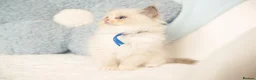 Ragdoll cats for sale: Elite TICA Kittens – Champion Bloodlines - Advert 14