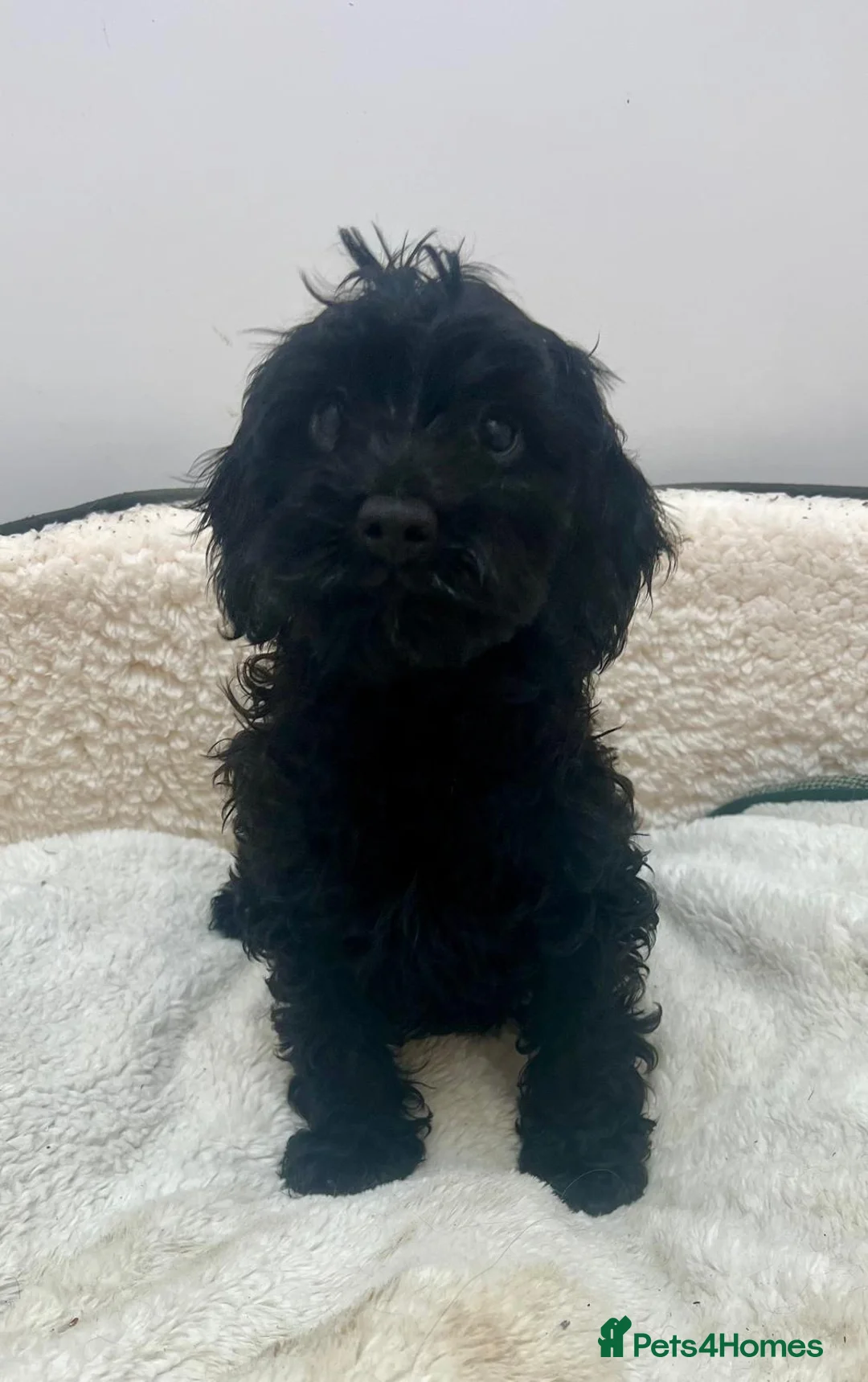 Cockapoo dogs for sale: Beautiful cockapoo puppies health tested parent's  in Hornchurch - Advert 8
