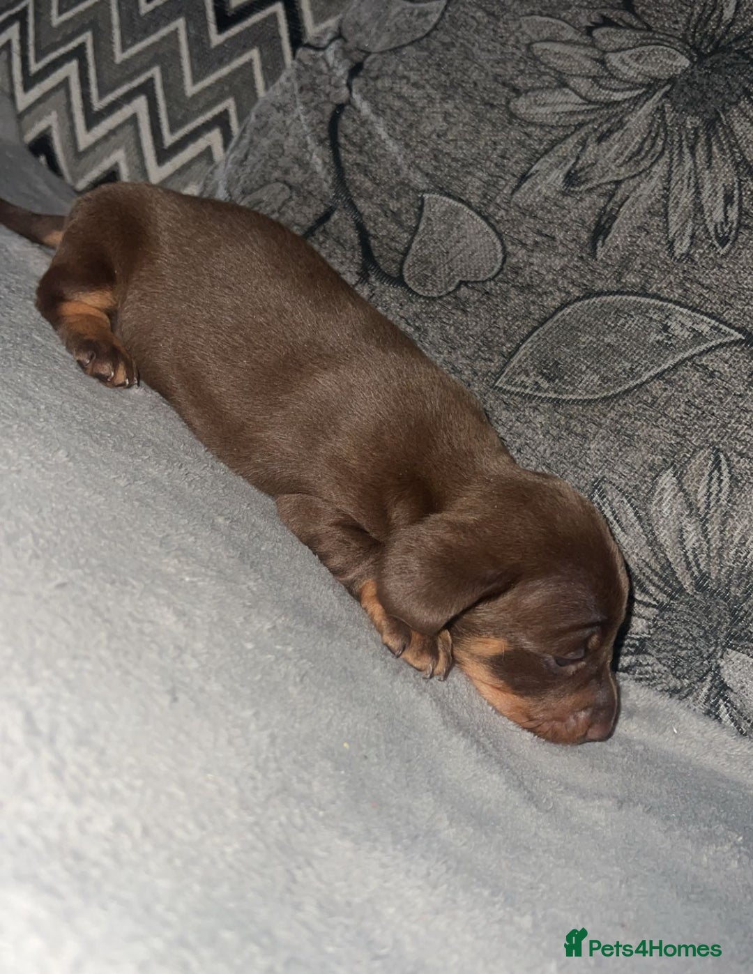 Miniature Dachshund dogs for sale: Mini dauchunds puppies - Advert 9