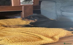 Rottweiler dogs for sale: Rottweiler KC reg - Image 4