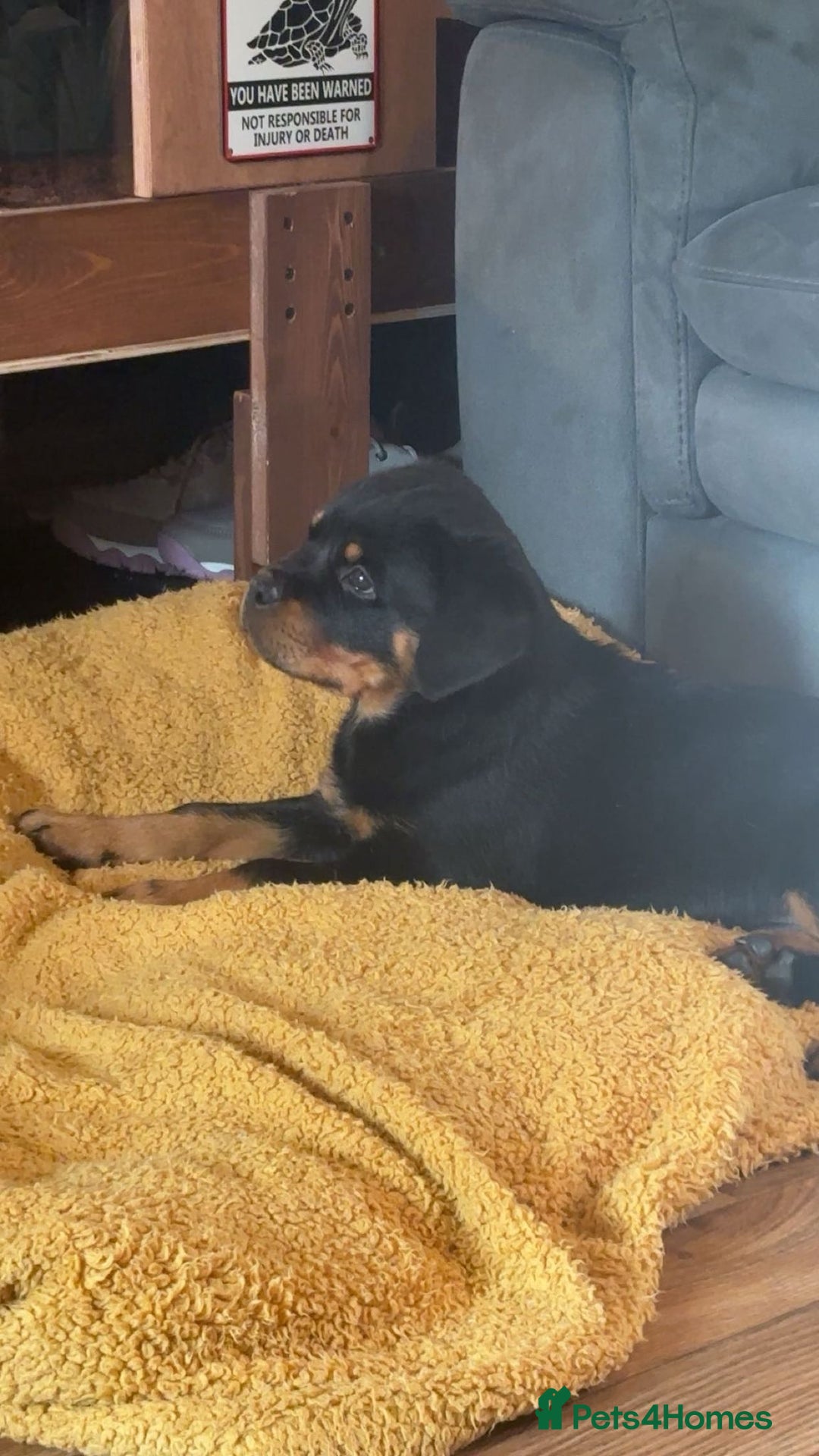 Rottweiler dogs for sale: Rottweiler KC reg - Image 4