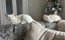 Ragdoll cats for sale: Male ragdoll kitten - Image 2