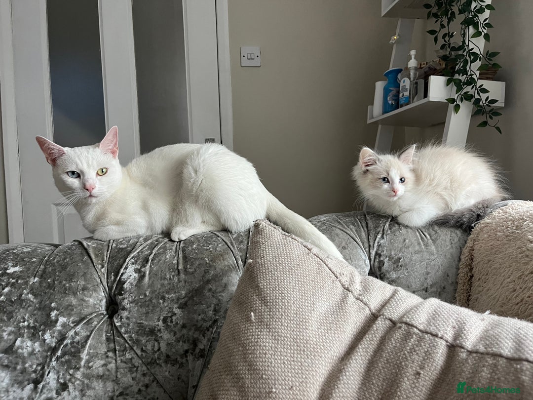 Ragdoll cats for sale: Male ragdoll kitten - Image 2