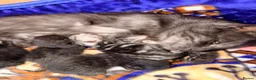 Mixed Breed cats for sale: Female tri colour kitten  - Advert 2