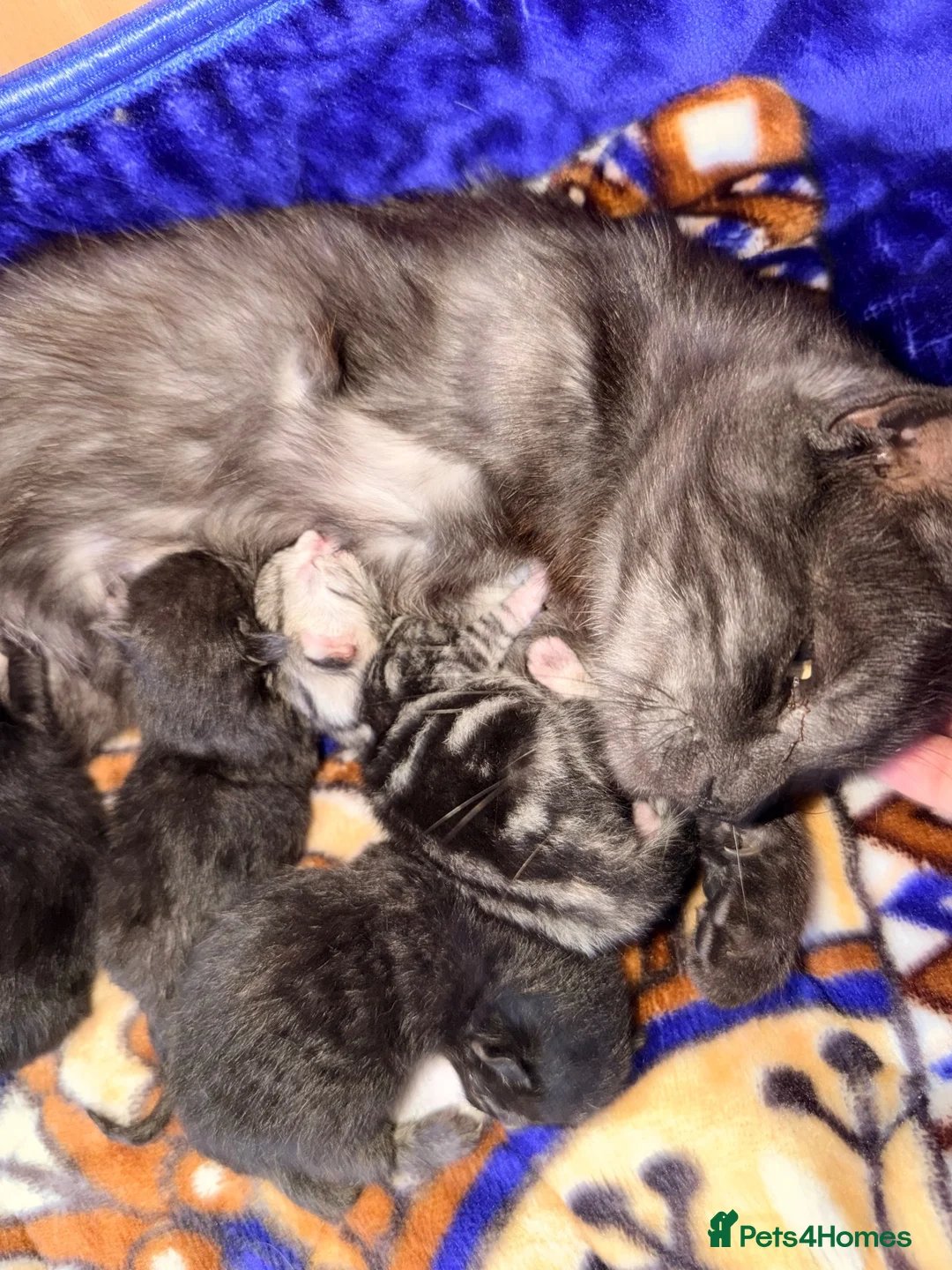Mixed Breed cats for sale: Female tri colour kitten  - Advert 2