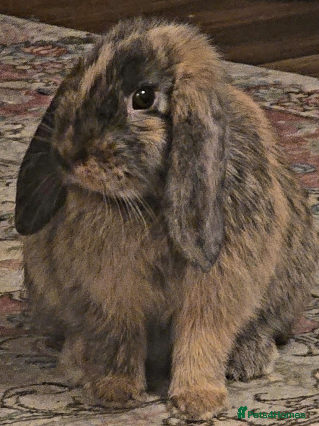 Netherland Dwarf rabbits for sale: Netherland Lop - Image 8