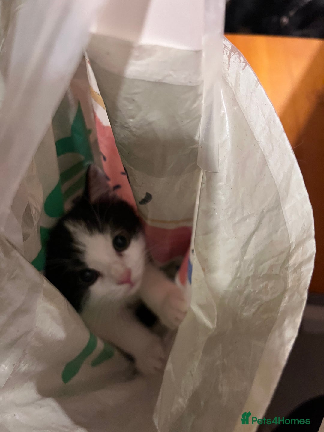 Mixed Breed cats for sale: 2 male 2 female half Persian kittens - Image 2