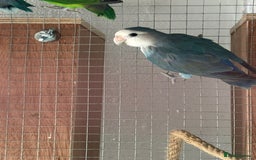 Lovebirds birds for sale: Proven pairs of lovebirds - Image 4
