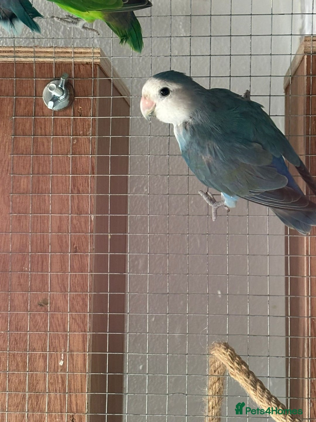 Lovebirds birds for sale: Proven pairs of lovebirds - Image 4
