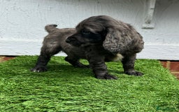 Cocker Spaniel dogs for sale: Cocker spaniel puppy’s ready to leave  - Image 5
