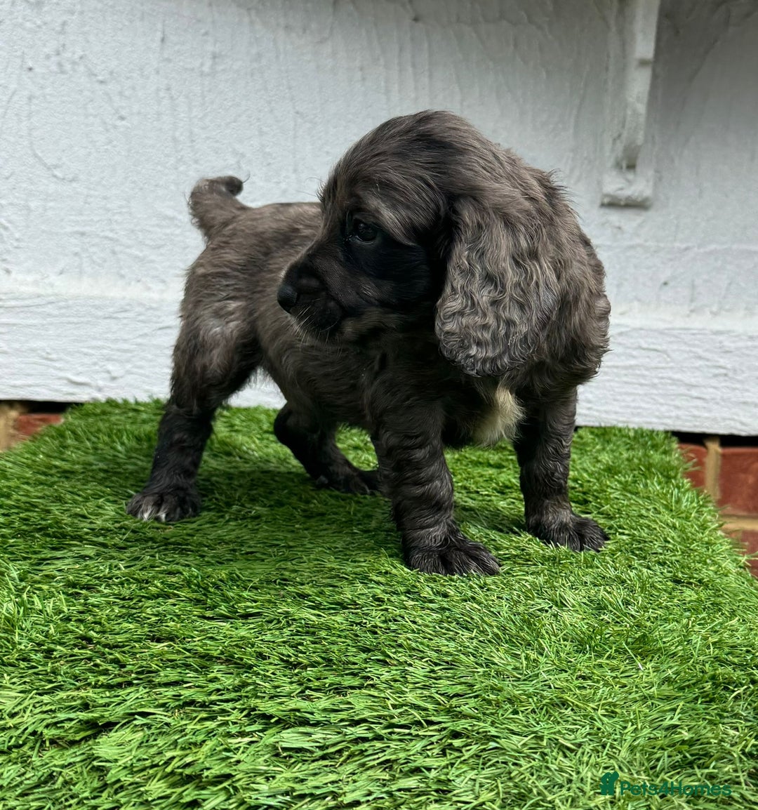 Cocker Spaniel dogs for sale: Cocker spaniel puppy’s ready to leave  - Image 5