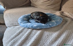 Guinea Pig rodents for sale: 3 Female Guinea Pigs  - Image 12