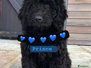 Cockapoo dogs STUNNING HEALTH CLEAR COCKAPOO PUPPIES - Advert 14