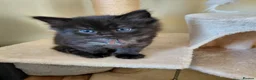 Mixed Breed cats for sale: 5 kittens are looking for a forever home - Advert 7